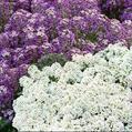 Alyssum maritimum